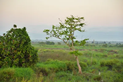 DSC_4220 (Large).JPG